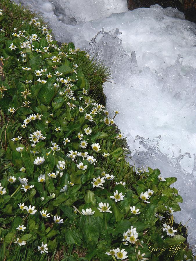 White flowers and water Photograph by George Tuffy
