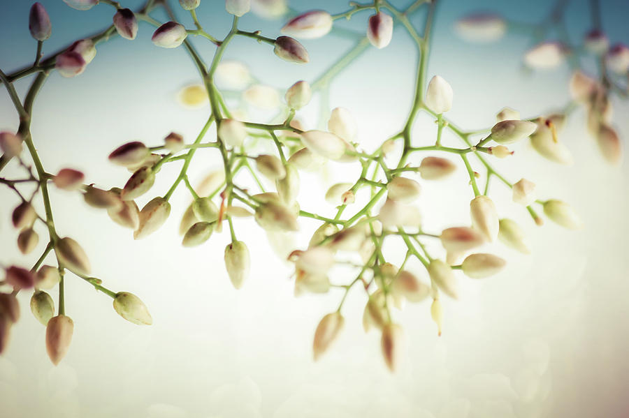 White Flowers Photograph by Bobby Villapando