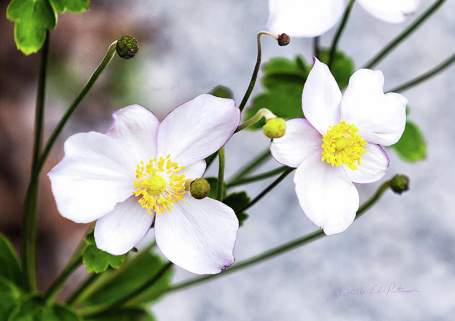 White Flowers Photograph by Ed Peterson