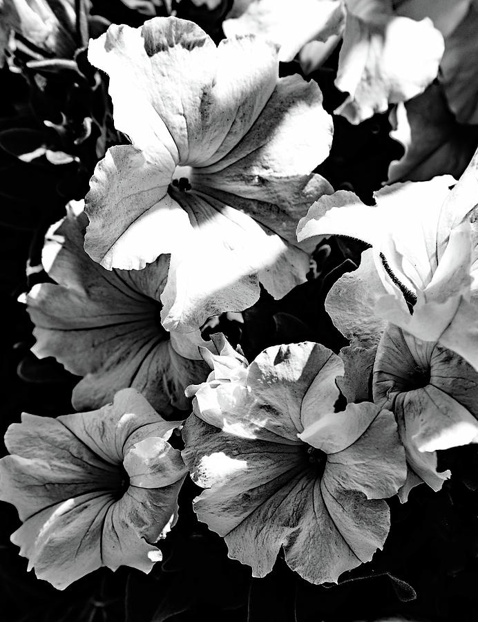 Flower Photograph - White Flowers In Black And White by Skid Billeaudeaux