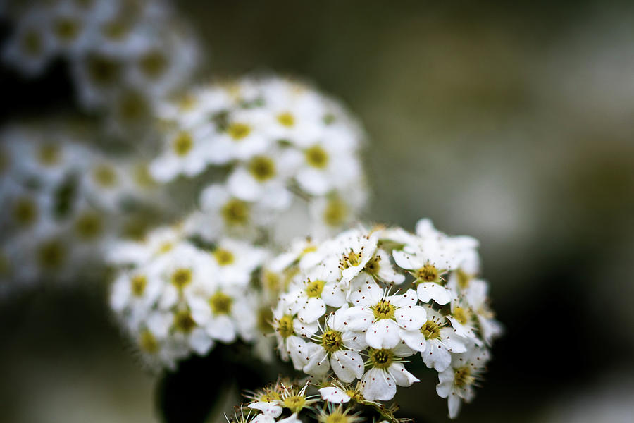 White Flowers Photograph by Jay Stockhaus
