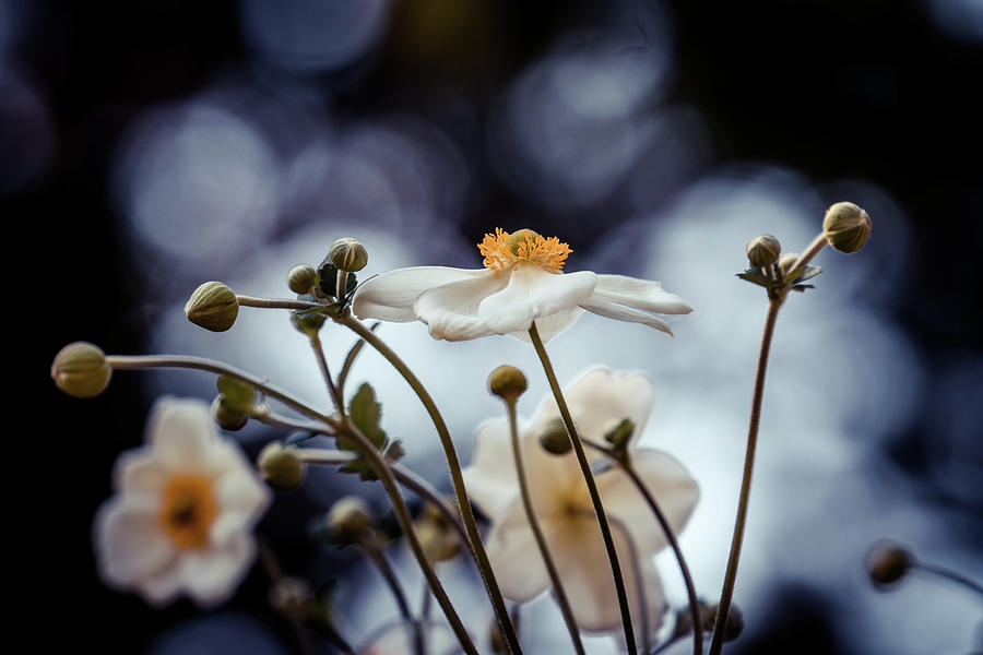 White flowers Photograph by Lilia S