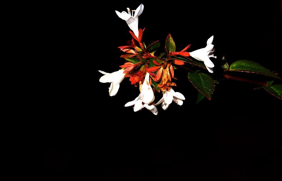 White flowers -loganville Georgia Photograph by Adrian De Leon Art and Photography