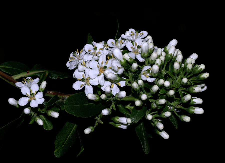 White Flowers Photograph by Masami Iida