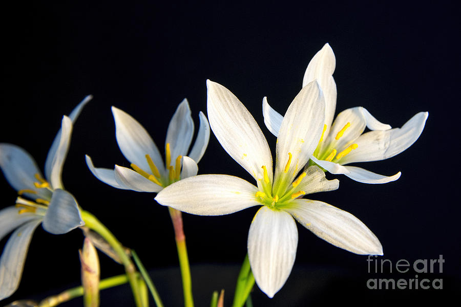 White Flowers on Black Photograph by Baywest Imaging