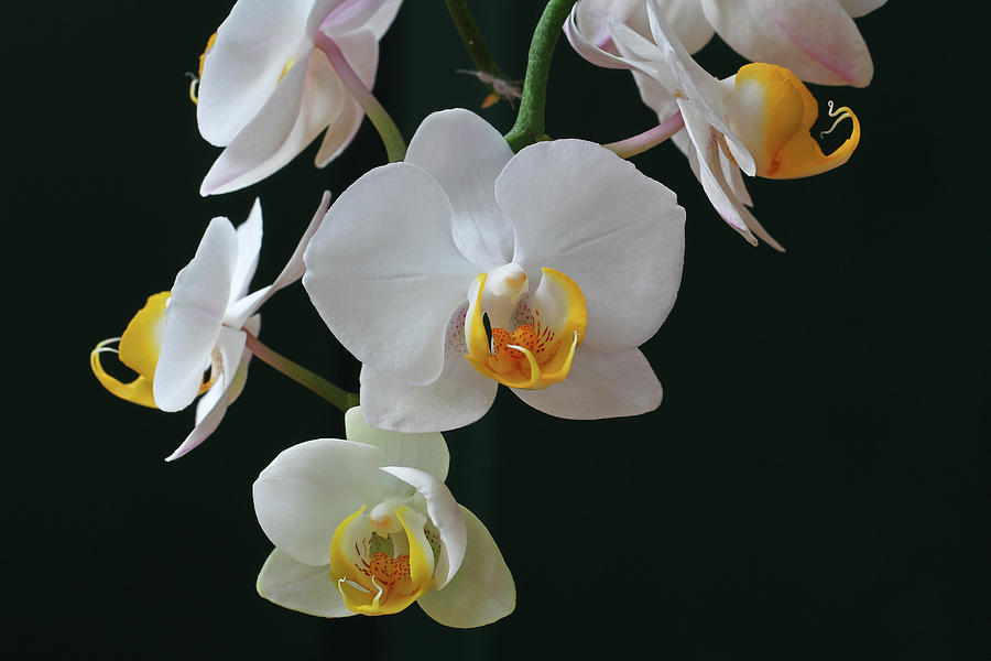 Orchid Photograph - White Flowers Orchids by Juergen Roth