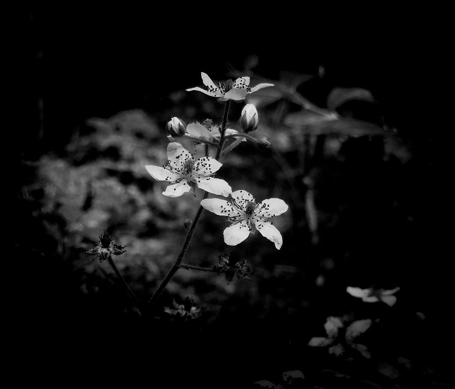Black And White Photograph - White flowers by Ryan Cruse