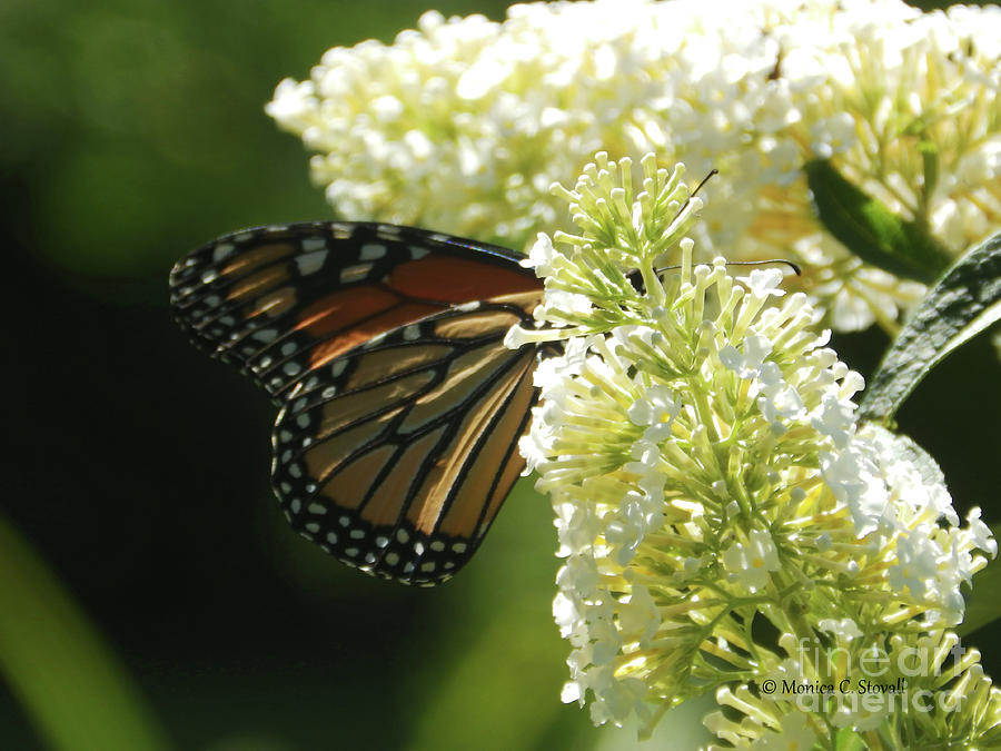 White Flowers W19 and Monarch Butterfly Photograph by Monica C Stovall