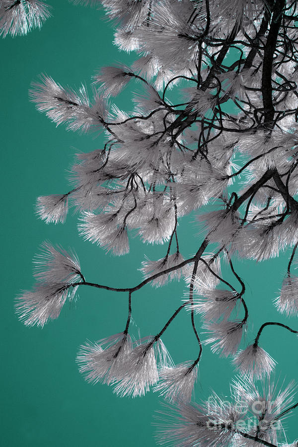 White fluffy branches on teal Photograph by Jim And Emily Bush
