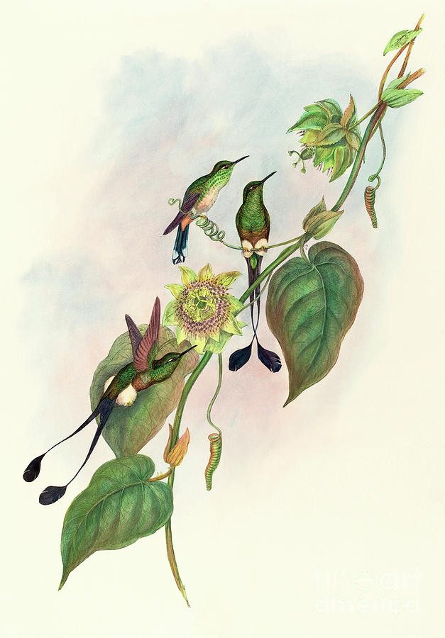White Footed Racket Tail Painting by John Gould