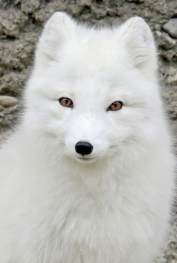 White Fox Photograph by Athena Mckinzie