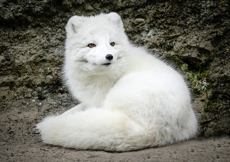 White Fox Relaxing Photograph by Athena Mckinzie
