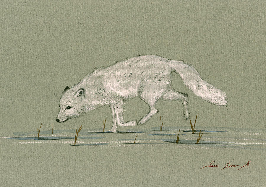 Arctic Fox Painting - White fox walking by Juan  Bosco