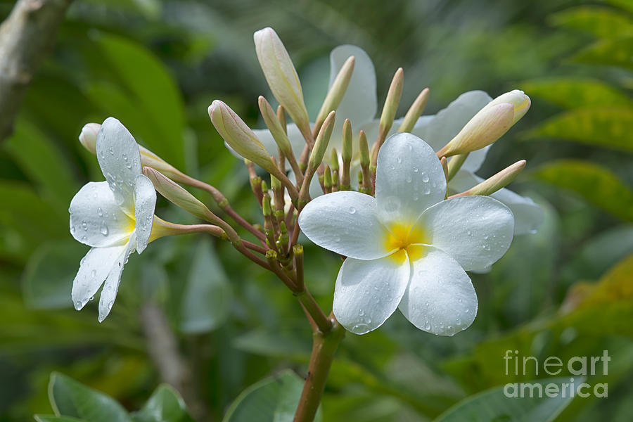 White Frangipani, Sri Lanka Photograph by Ivan Batinic