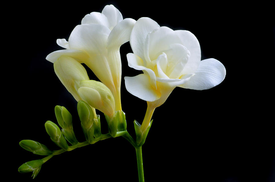 White Freesia Photograph by Terence Davis