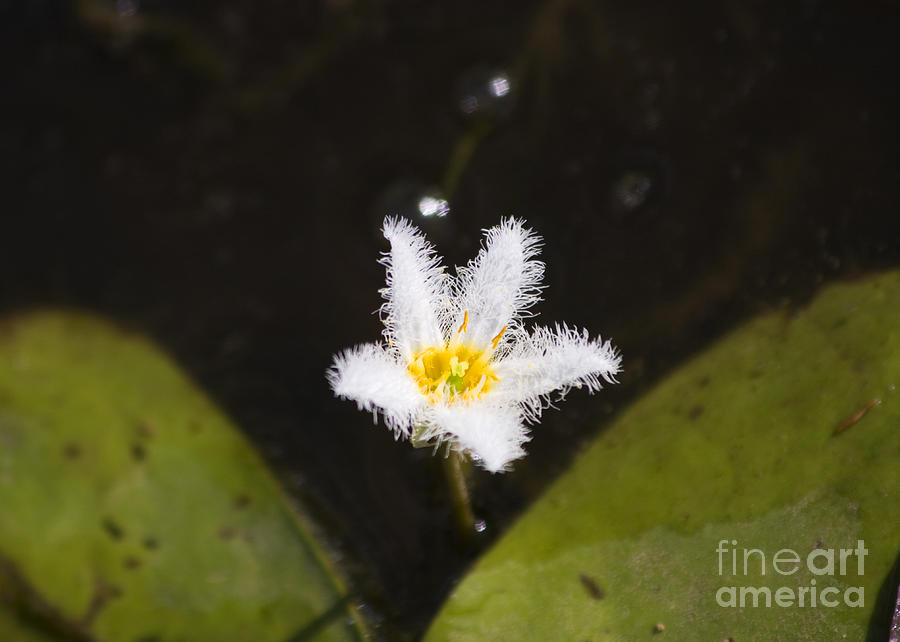 White Fringe Lily Photograph by Jorgo Photography
