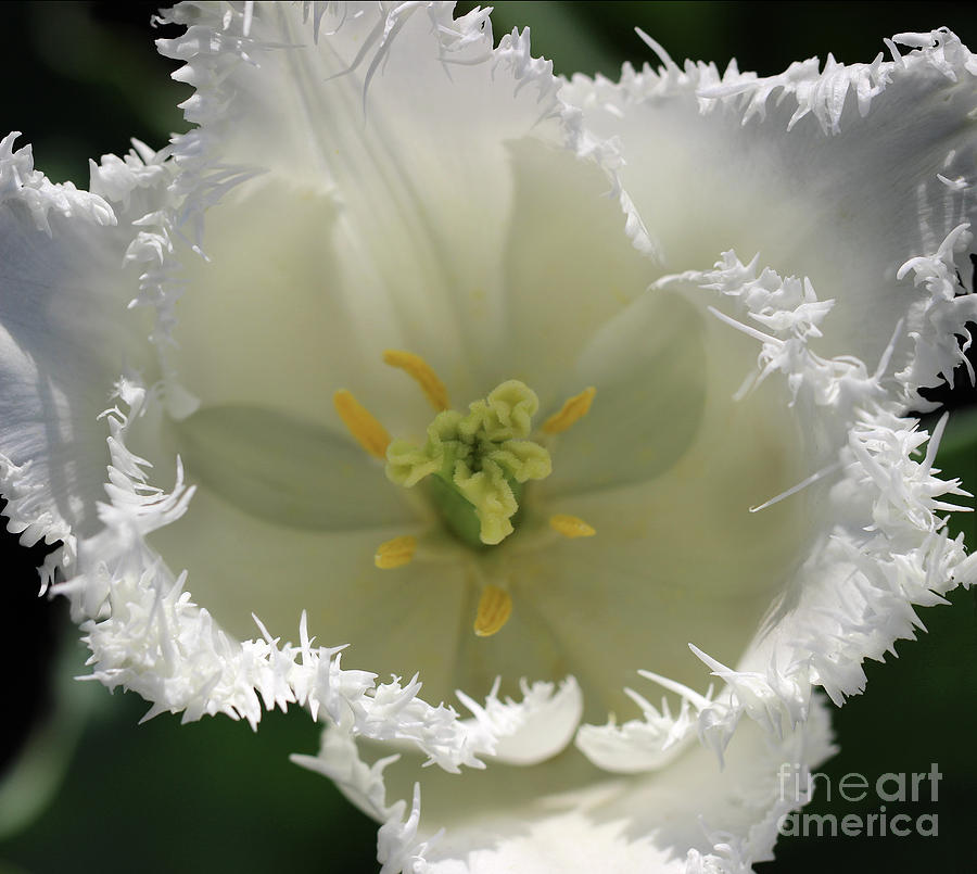 White Fringed Tulip Close-up Photograph by Karen Adams