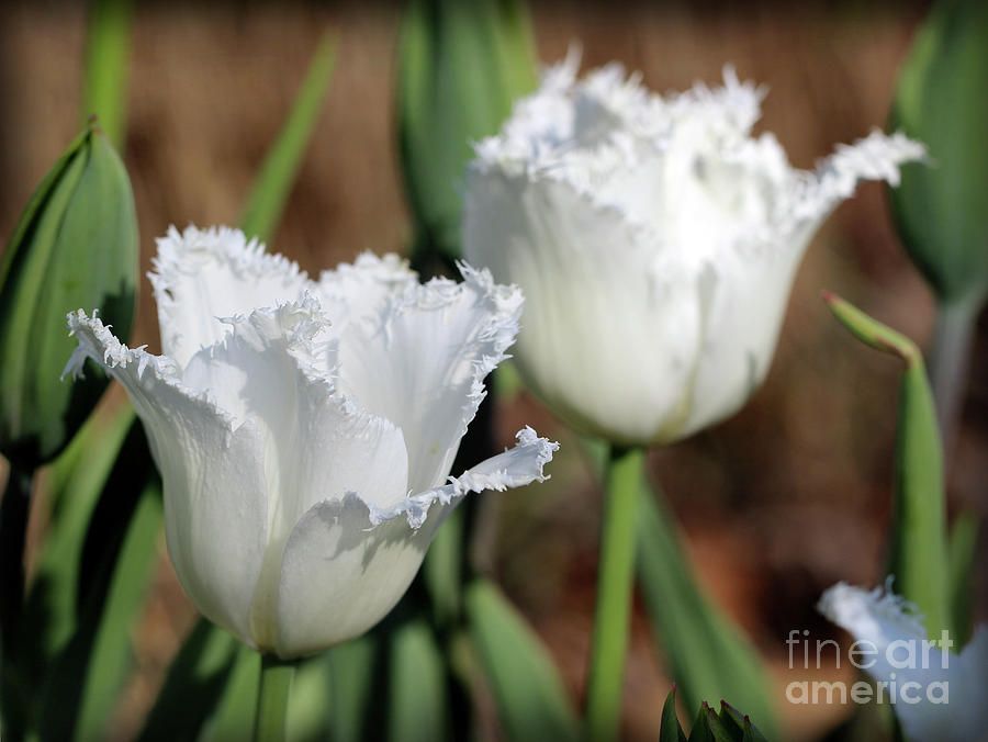 White Fringed Tulips Photograph by Karen Adams