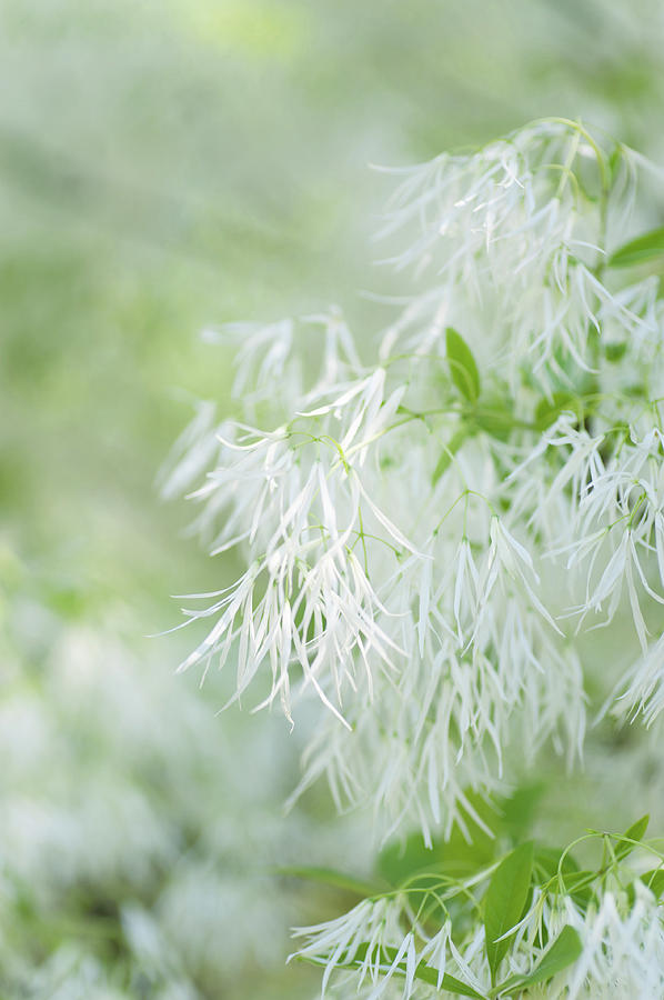 White Fringetree Bloom Photograph by Jenny Rainbow