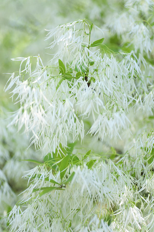 White Fringetree Blossom Photograph by Jenny Rainbow
