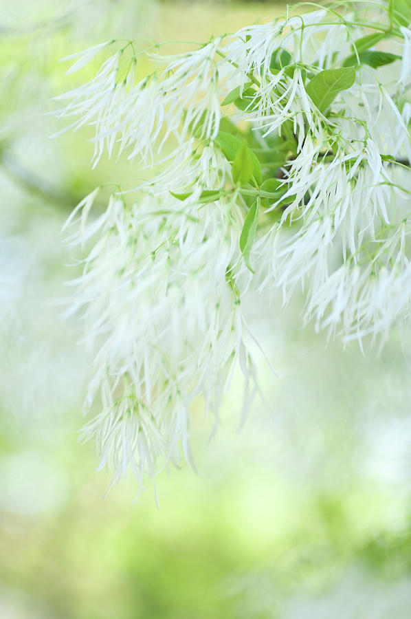 White Fringetree in Springtime Photograph by Jenny Rainbow