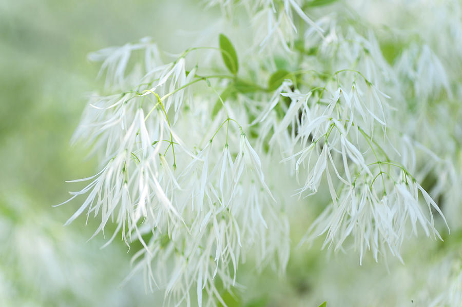 White Fringetree Photograph by Jenny Rainbow