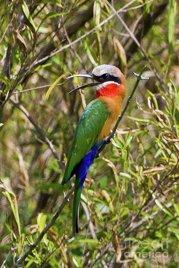 White-fronted Bee-eater Photograph by Jennifer Ludlum