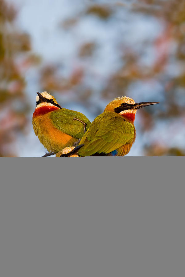 Bird Photograph - White-fronted Bee-eaters by Basie Van Zyl