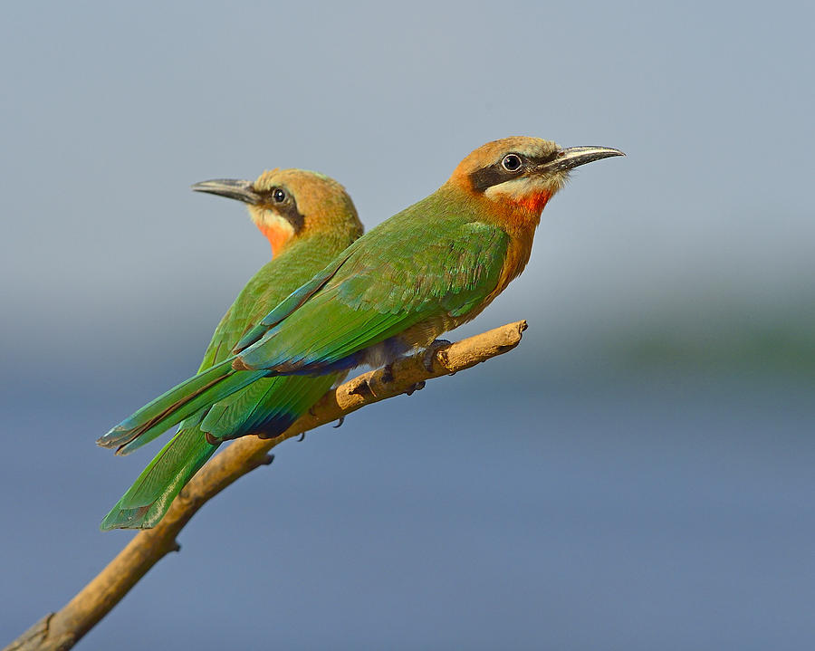 White-fronted Bee-eaters Photograph