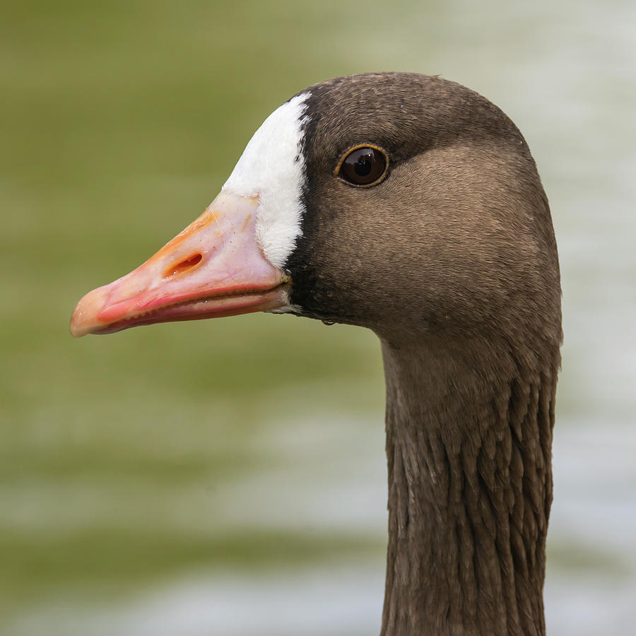 White Fronted Goose Close Up Photograph By Bruce Frye Fine Art America   White Fronted Goose Close Up Bruce Frye 