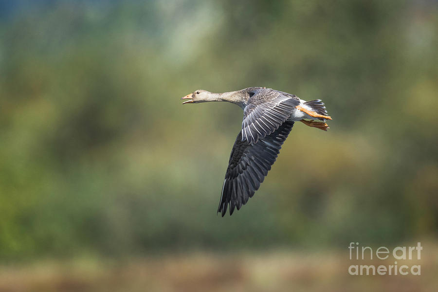 White Fronted Goose Photograph by Craig Leaper