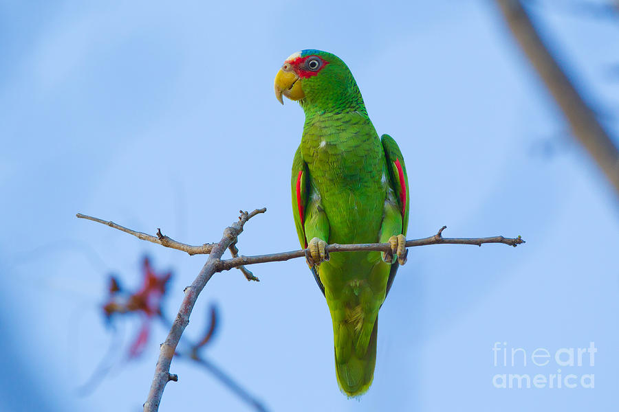 White-fronted Parrot Photograph by B.G. Thomson