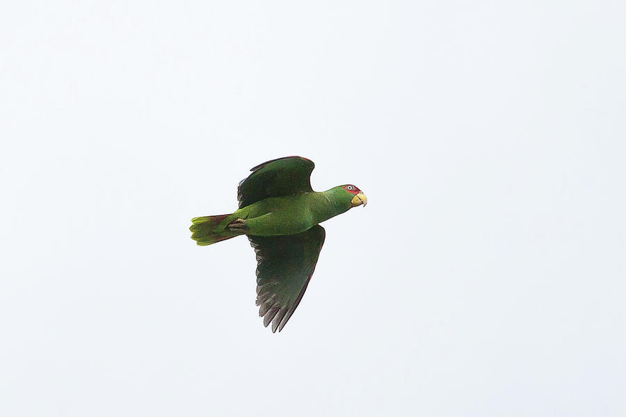 White-fronted Parrot Photograph by Ronnie Maum