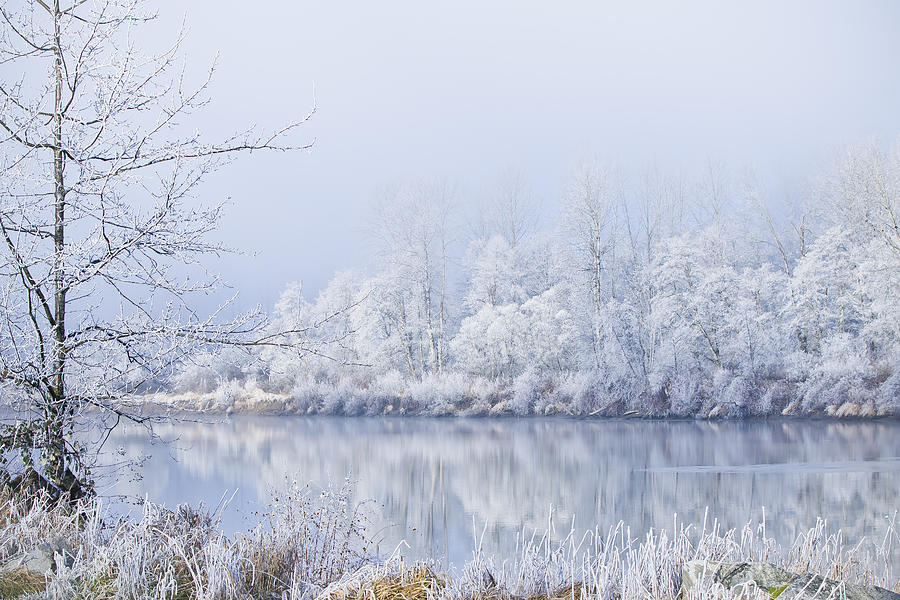 Winter Photograph - White Frost by Windy Corduroy