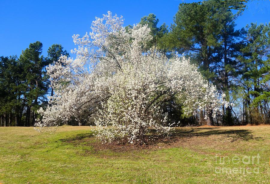 White Fruit Tree in Spring Photograph by Janette Boyd
