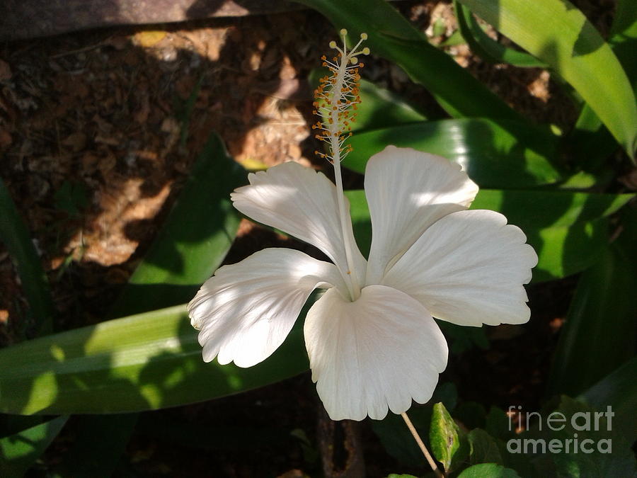 White Full Blossom Malvaceae Hibiscus Flower With Leaves Photograph