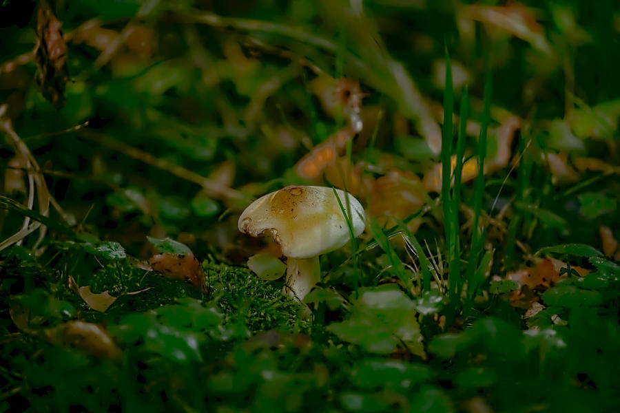 White fungi Photograph by Leif Sohlman