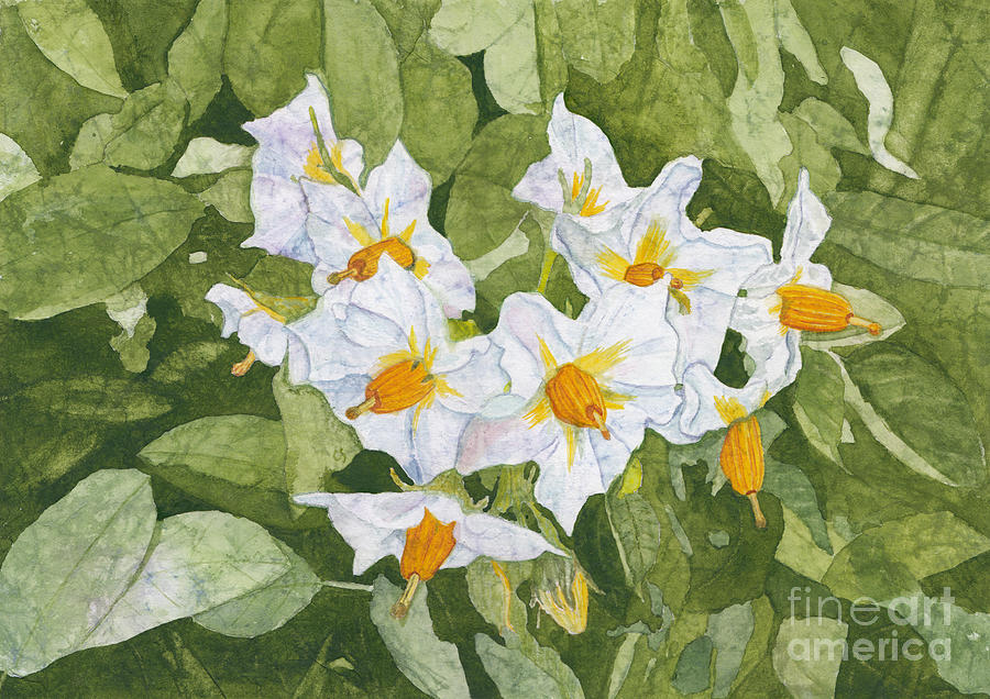 Flower Painting - White Garden Blossoms Watercolor on Masa Paper by Conni Schaftenaar