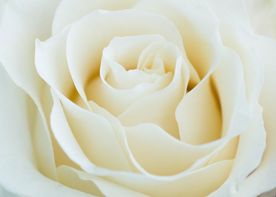 Nature Photograph - White garden rose by Larissa Martin