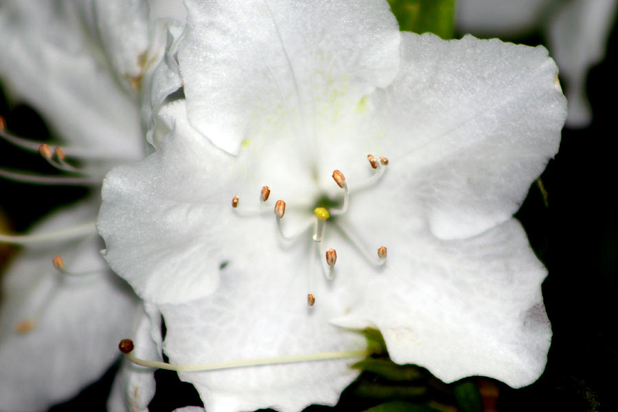 Spring Photograph - White Gardenia  by Evelyn Patrick