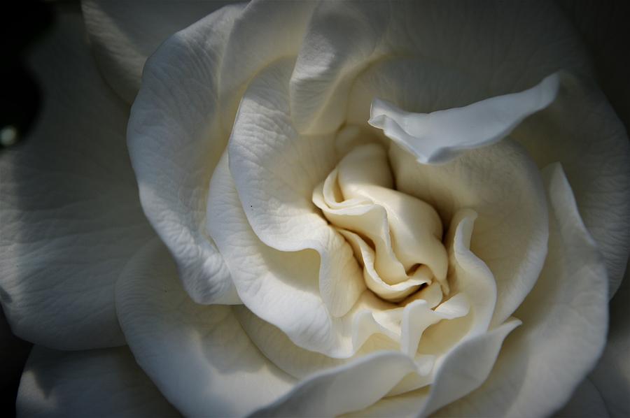 Spring Photograph - White Gardenia by Tim Votapka