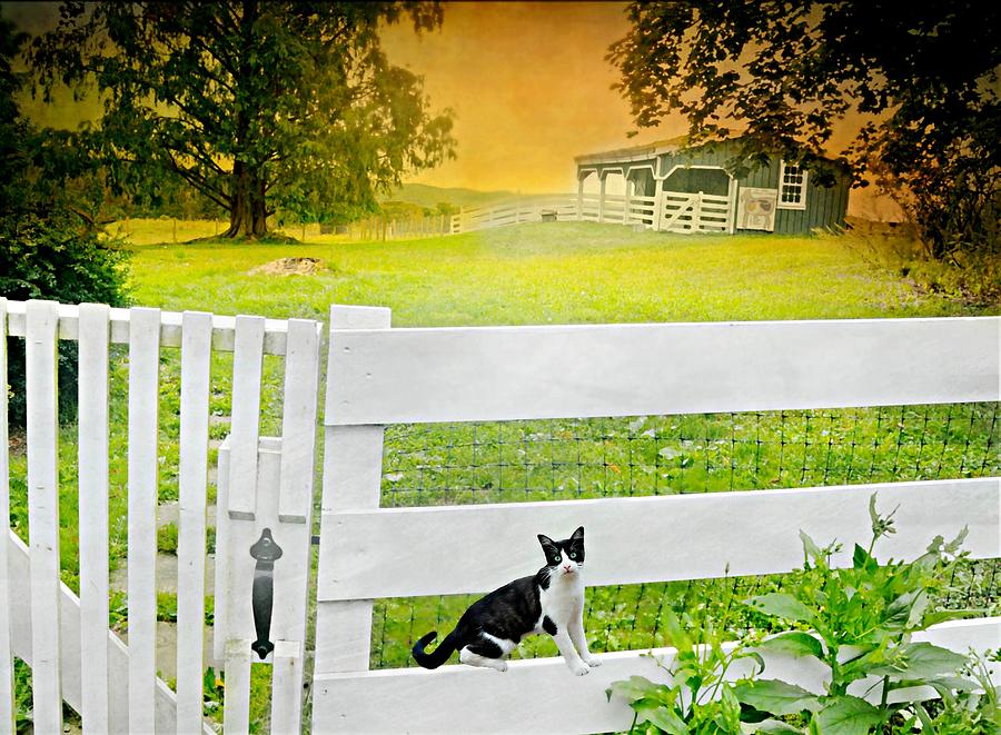 White Gate Cat Photograph by Diana Angstadt