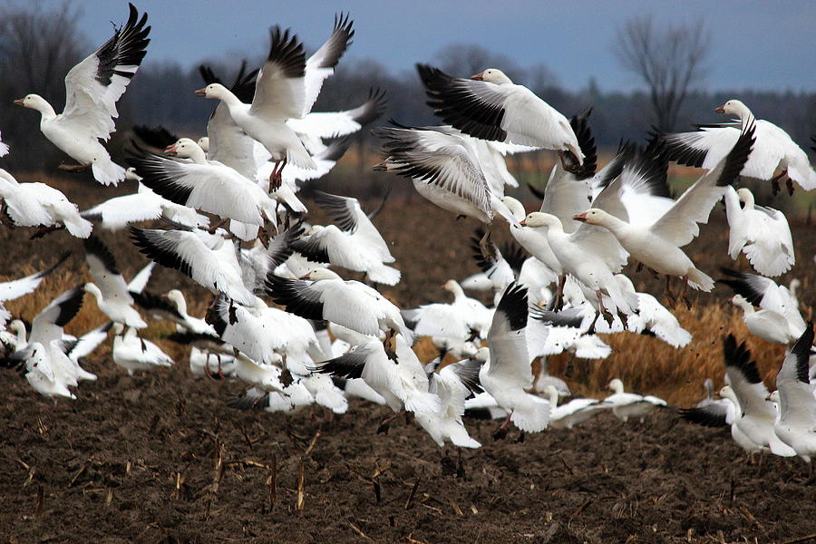 White Geese - Fort Ann, NY by Jake Danishevsky White Geese - Fort Ann, NY by Jake Danishevsky