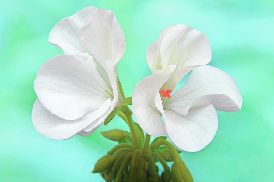 White Geranium Photograph by Terence Davis