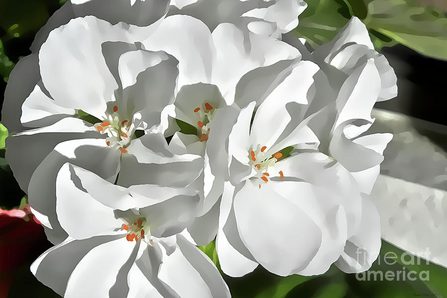 White Geraniums Mixed Media by Charles Muhle