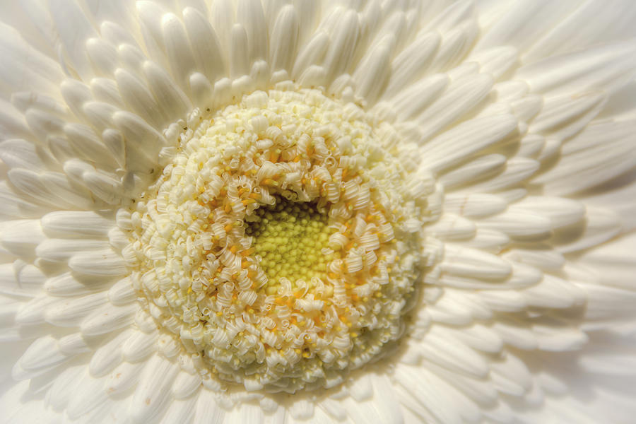 White Gerbera 00734 Photograph by Kristina Rinell