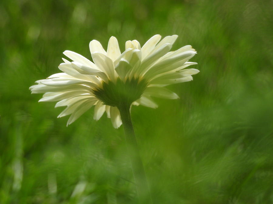 White Gerbera Daisy Photograph by Betty-Anne McDonald