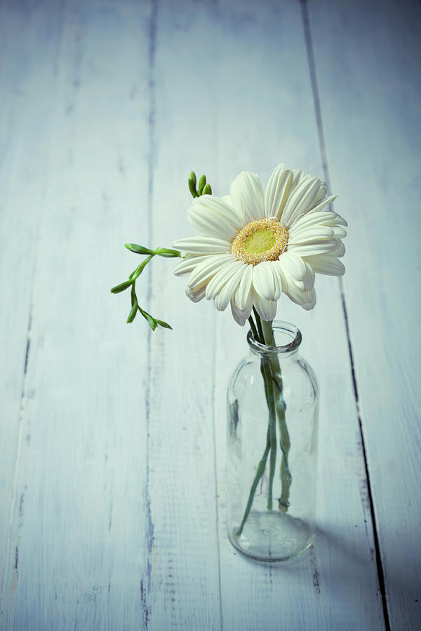 Spring Photograph - White gerbera flower by Svetlana Imagineisle by Svetlana Imagineisle