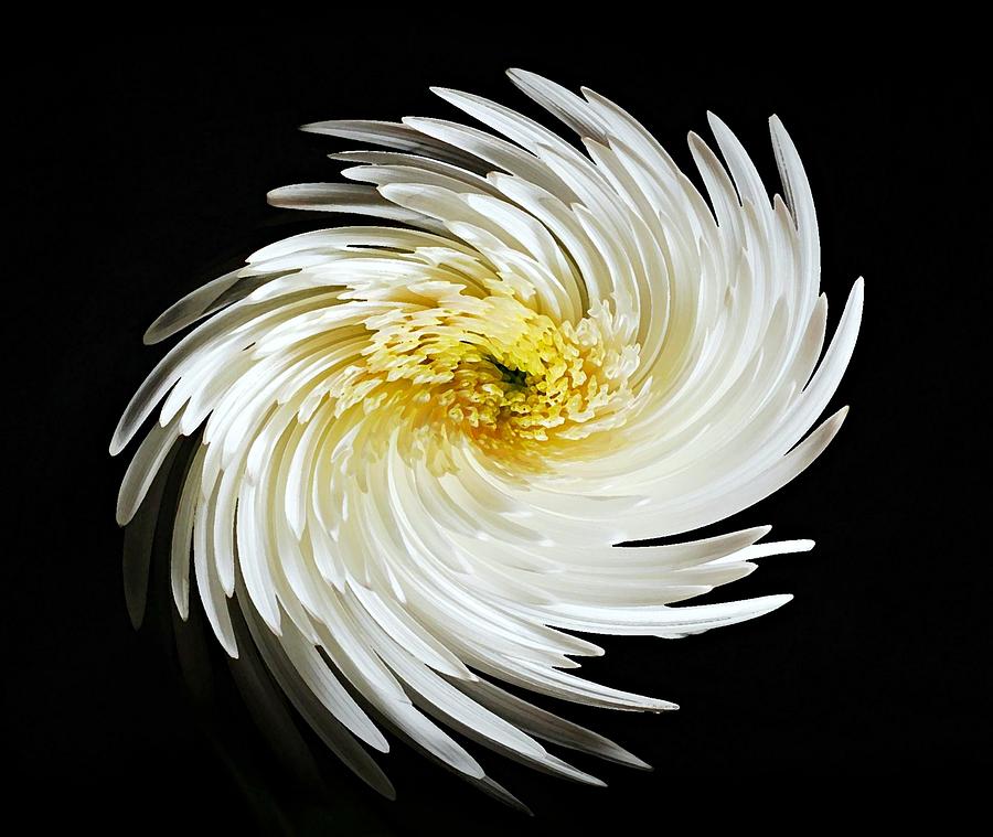 White Gerbera Twirl  Photograph by Diana Angstadt