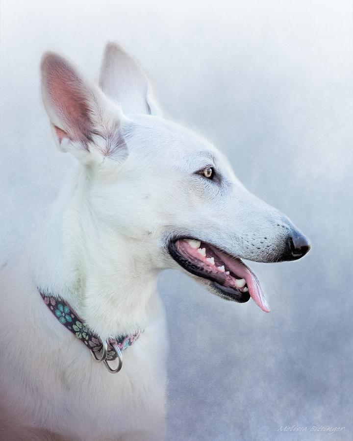 White German Shepherd, Canine Portrait Photograph by Melissa Bittinger
